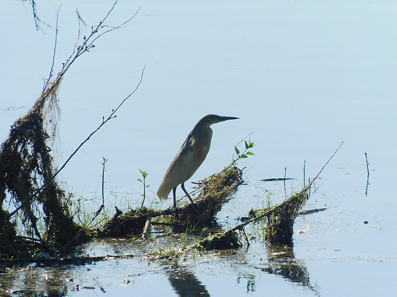 File:Ardeola ralloides 1.jpg