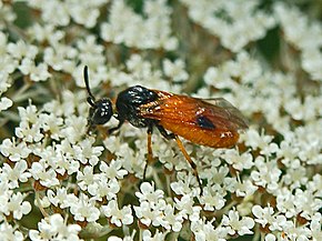 Beskrivelse av Argidae - Arge melanochroa.JPG image.