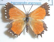 Argyraspodes argyraspis, Дж. Добсон, a.jpg