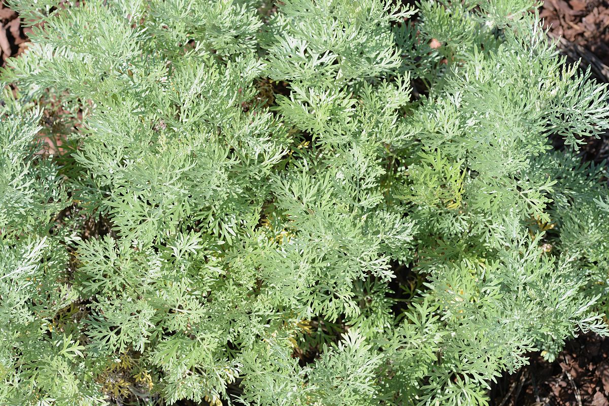 Полынь широколистная (Artemisia latifolia).