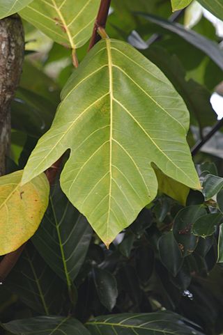 <i>Artocarpus mariannensis</i> Species of flowering plant