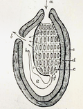 Miniatura para Cavidad atrial