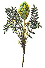 Miniatura para Astragalus dasyanthus