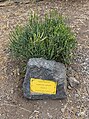 * Nomination Euphorbia aphylla at Parque del Drago, Tenerife --Mike Peel 07:32, 2 February 2024 (UTC) * Promotion  Support Good quality. --MB-one 15:31, 7 February 2024 (UTC)
