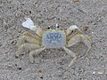 Krabben Ocypode quadrata ved Rehoboth Beach i Cape Henlopen State Park