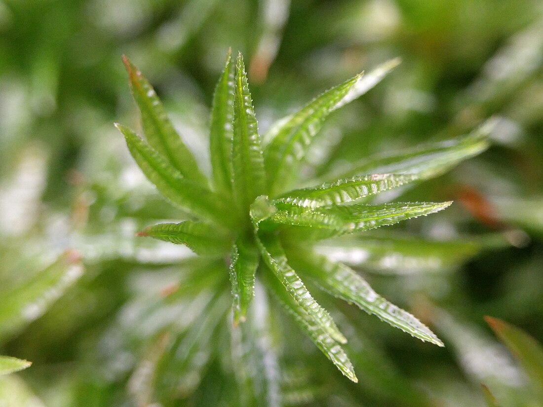 Atrichum undulatum