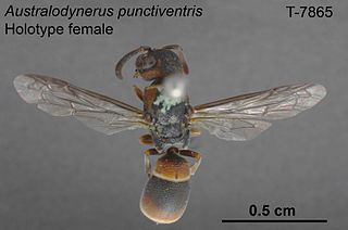 <i>Australodynerus</i> Genus of wasps