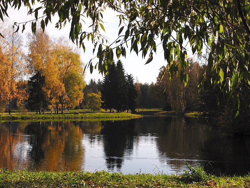 File:Autumn and yellow birch and still river Pavlovsk.jpg