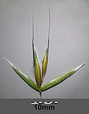 Même plante que la précédente (Avena fatua), gros plan sur un seul spigaou, avec ses deux glumes et ses deux glumelles protégeant le caryopse velu (fruit).