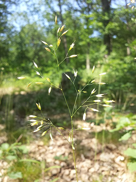 File:Avenella flexuosa subsp. flexuosa sl7.jpg