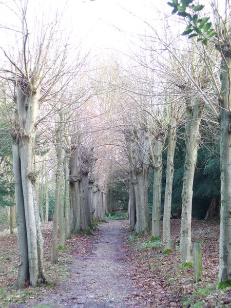 File:Avenue to West Clandon Church - geograph.org.uk - 1085789.jpg