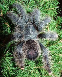 Avicularia metallica, Theraphosidae (juvenil).