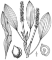 1.12 :Category:Potamogeton angustifolius Fig. 185, syn. of Potamogeton lucens