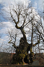 Bad Kötzting Naturdenkmal Wolframslinde