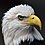 Bald eagle head 2019-07-13 - 1 (cropped).jpg
