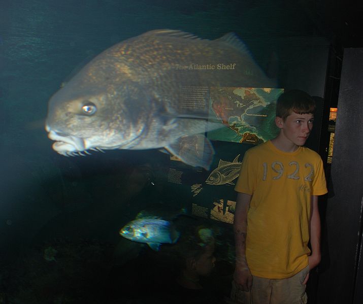 File:Baltimore Aquarium - Fish+ Reflection 2.jpg