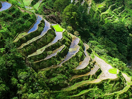 Rice terraces at Cambolo near Banaue