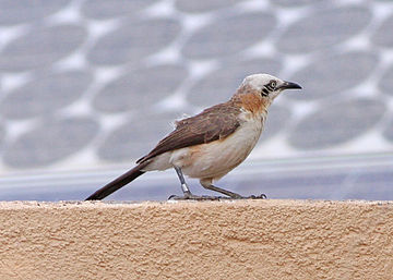 Individual at Hobatere, Namibia Bare-cheeked Babbler.jpg