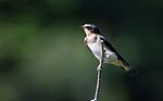 Thumbnail for File:Barn swallow (young bird) at Tennōji Park in Osaka, June 2016 III.jpg