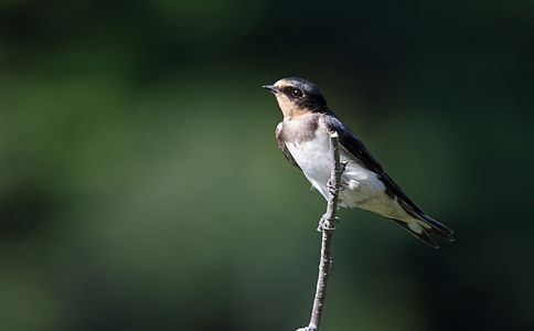 Hirundo rustica (Barn Swallow)