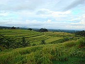 Persawahan di Gunung Batukaru, Tabanan.