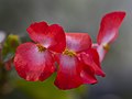 'Dragon Wing Red'