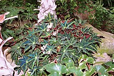 Begonia heracleifolia f. nigricans 01.jpg