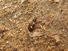 Bembidion quadrimaculatum 01.JPG 