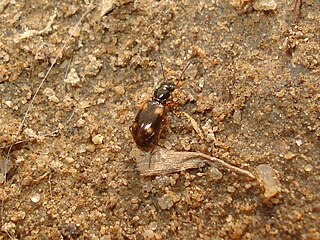 <i>Bembidion quadrimaculatum</i> Species of beetle