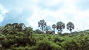Thumbnail for Nigerian lowland forests