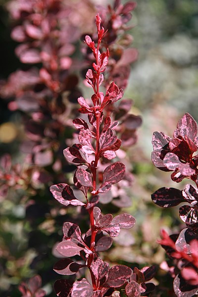 File:Berberis thunbergii var. Atropurpurea Rose Glow 1zz.jpg