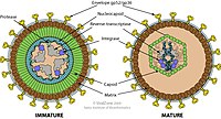 Betaretrovirus