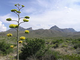 Big Bend National Park PB112611.jpg