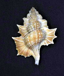 Biplex aculeata 001. jpg 