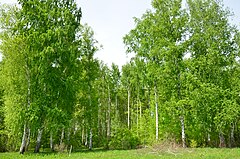 Birch grove. Узорнқй березовий цвет.