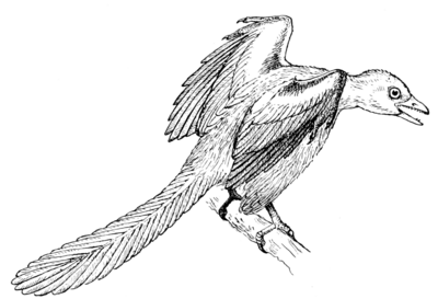Fig. 1.—Restoration of the Archæopteryx, a toothed, reptilelike bird of the Jurassic period. (About 1⁄5 natural size.)