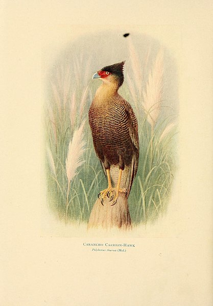 File:Birds of La Plata (Plate) (7789502822).jpg