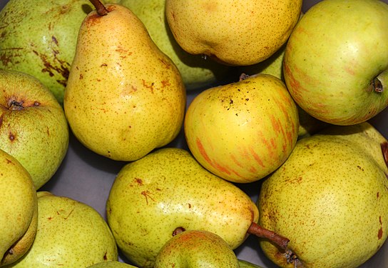 Obsternte in unserem Garten, Birnen und Äpfel