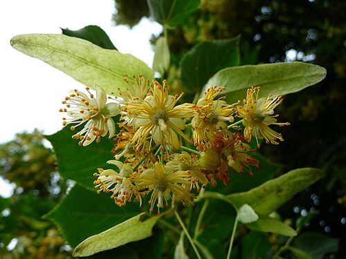 Blüten der Sommerlinde.JPG