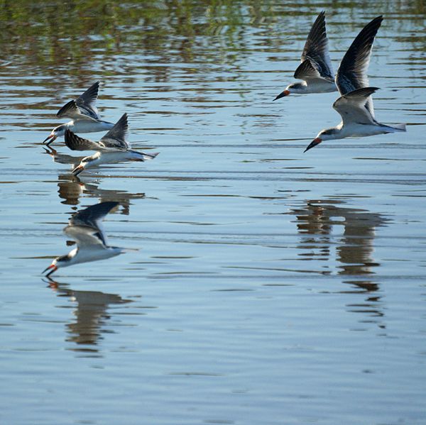 File:Black Skimmers (5005683256).jpg