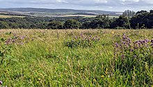 Blackcap's meadow above Ashcombe Bottom East.jpg Blackcap's meadow above Ashcombe Bottom East.jpg
