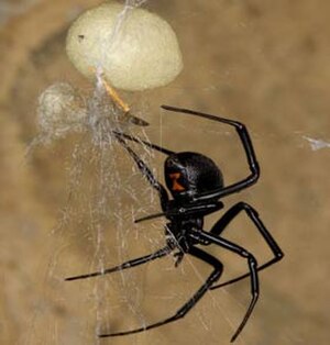 Latrodectus Mactans: örümcek türü