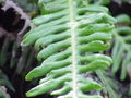 Fronde stérile de Blechnum spicant