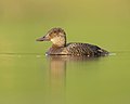 Blue-billed Duck female, Penrith, New South Wales, Australia