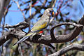 Bluebonnet parrot in der Strzelecki-Wüste (2012)