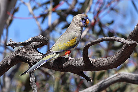 In South Australia Bluebonnet-back.jpg