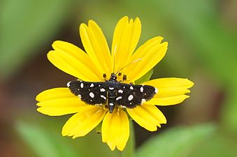 Bocchoris inspersalis (Dotted Sable)