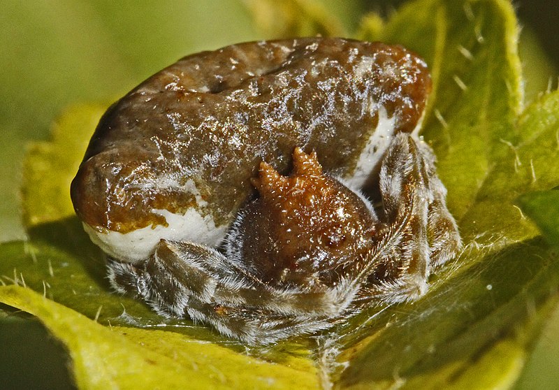 File:Bolas Spider, Mastophora phrynosoma - Julie Metz Wetlands, Woodbridge, Virginia.jpg