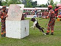 Sniffing dog in rescue training session.