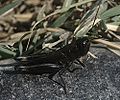 Male Ebony Grasshoppper, Boopedon nubilum, subfamily Gomphocerinae, Rattlesnake Springs